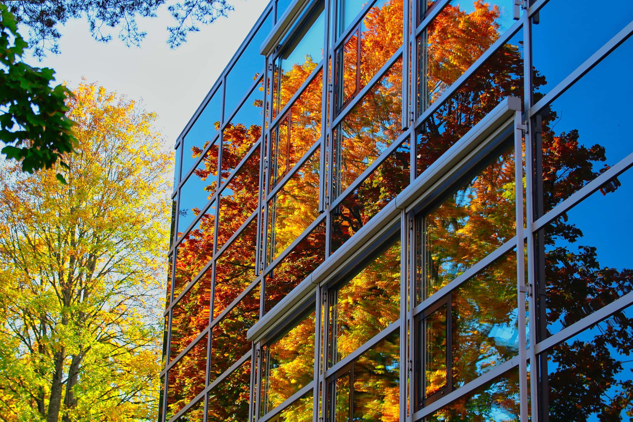 Reflection of yellow trees on the glass windows of a modern building on a sunny day